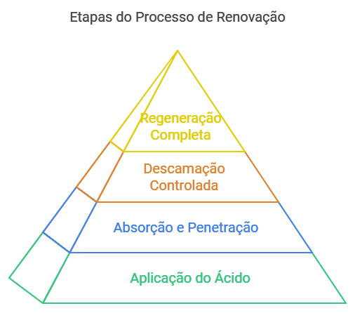 Etapas do Processo de Renovação